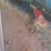 نیسان کمپرسی|خودرو سواری و وانت|سبزوار, ایزی شهر|دیوار