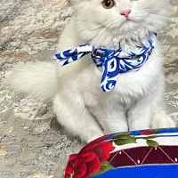 گربه بریتیش