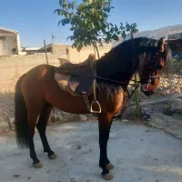 اسب شناسنامه دار