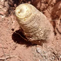 نشاانغوزه شیرین