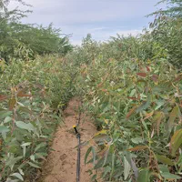 سلام نهالستان امبین بندر ماهشهر|خدمات باغبانی و درختکاری|بندر ماهشهر, |دیوار