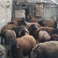 گوسفند بره دار و سر سینه