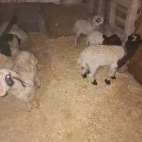 ۷راس میش وبره گیلانغرب|حیوانات مزرعه|گیلان غرب, |دیوار