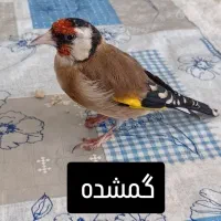 سهره دستی گمشده در پردیس