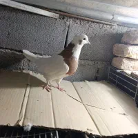 کبوتر طاووسی و طوقی