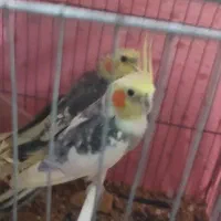 عروس هلندی|پرنده|سبزوار, رضوان|دیوار