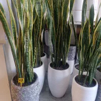 گل سانسوریا ابلغ (سایز بزرگ)