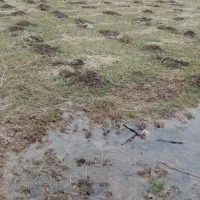 چاله کنی برای نهال و پایه ،شخم زدن با کولتیواتور