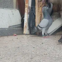 نز شناسنامه دار