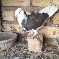 مخلفه نرگرفتنی ۲۰۰ معاوضم دارم|پرنده|کاشان, پشت شهربانی|دیوار