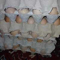 تخم مرغ محلی|حیوانات مزرعه|صائین قلعه, |دیوار