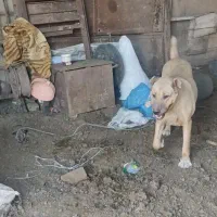 ماده سرابی درشت