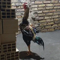 تخم لاری نطفه دار