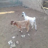 بزغاله های بسیار سالم خوراک خور|حیوانات مزرعه|گنبد کاووس, |دیوار