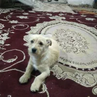 معامله