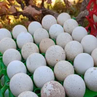 تخم نطفه داربوقلمون برنز|حیوانات مزرعه|آران و بیدگل, |دیوار