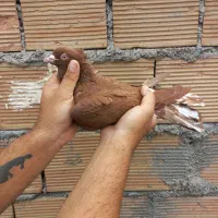 کبوتر دورگ پلاکی و رنگی|پرنده|اندیمشک, |دیوار