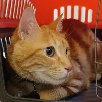 گربه جینجر نر ۶ ساله