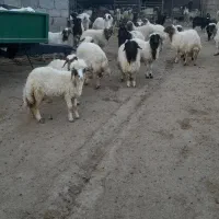 فروش بره|حیوانات مزرعه|کارزان, |دیوار