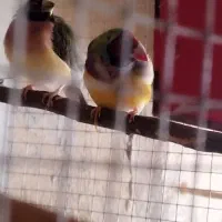 مرغ عشق انگلیسی ،فنج نرگسی ،فنج گلدین