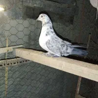 کبوترپرشی|پرنده|میلاجرد, |دیوار