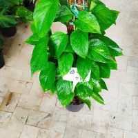 انواع گل‌های آپارتمانی