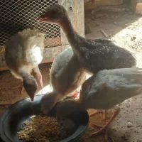 جوجه لاری وجوجه بوقلمون