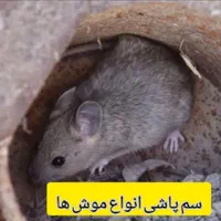 (شرکت سمپاشی تضمینی با32سال سابقه سم پاشی)