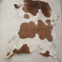 پوست گاو دو رنگ سفید و قهوه ای|پادری|تهران, آذری|دیوار