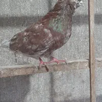 کبوتر های پروازی سنگین