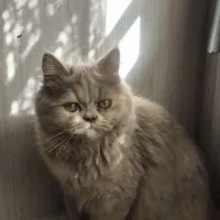 واگذاری 2 عدد گربه