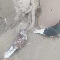 کفتر|پرنده|قم, باغ شازده|دیوار