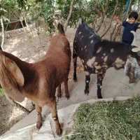 . گوسفند