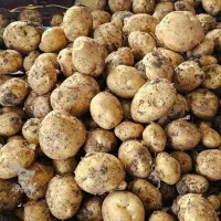 سیب زمینی ارگانیک واقعی