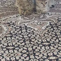واگذاری رایگان گربه دی اچ اس و بچه هاش با هم