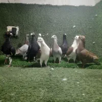 سه دسته ماده خطی زرهی کفترهوا