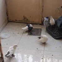 دوجفت کفترخوشگل