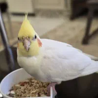 عروس هلندی گمشده