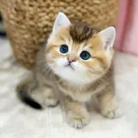 بریتیش کت فندقی