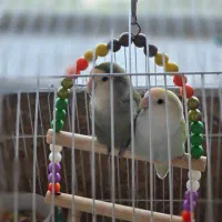 طوطی کوتوله برزیلی