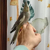 عروس هلندی دستی|پرنده|قلعه نو, |دیوار