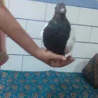 نرسینه سیاه دستی