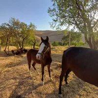 کره نریان کرد چشم ابی ۵ نشان