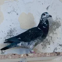 کبوتر پرنده پلاکی مسافتی سری درجه یک|پرنده|اهواز, کوی رمضان|دیوار