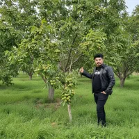 نهال گردو دیرگل و مقاوم، موجودی محدود، خرید سریع|خدمات باغبانی و درختکاری|شیراز, تندگویان|دیوار