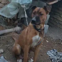 پیتبول ماده با ۴تا توله