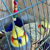 یه جفت عروسی هلندی سالم و سرحال با هم فروخته میشن|پرنده|اهواز, کمپلو شمالی|دیوار