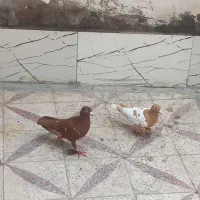 کبوتر میلی منز