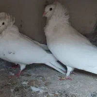 کبوتر کفترشامپیون