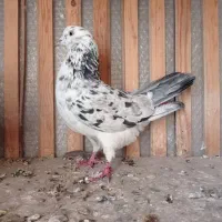 کفترپرشی  دهنجور